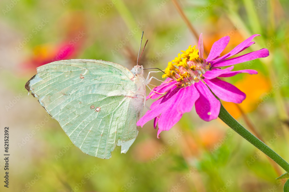 Lemon Emigrant butterfly injury on pink flower Lemon Emigrant butterfly injury on pink flower