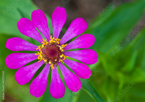 Zinnia Violacea Cav Flower close up