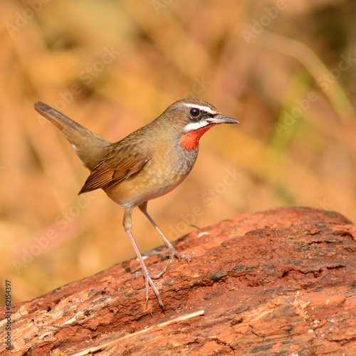 Siberian Rubythroat bird