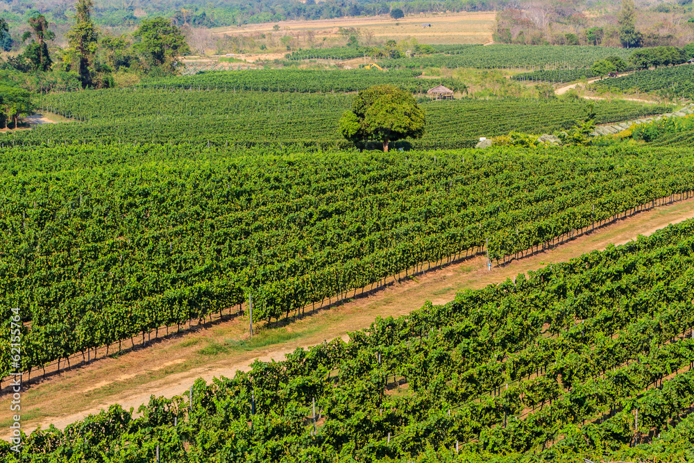 Vineyards landscape  in Thailand.