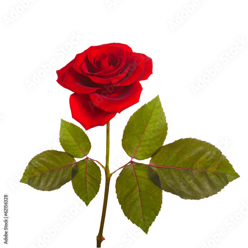 red rose on a green stem with leaves