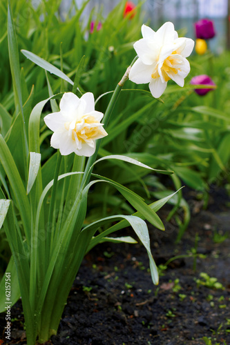 Fototapeta Naklejka Na Ścianę i Meble -  Narcissus poeticus in the garden