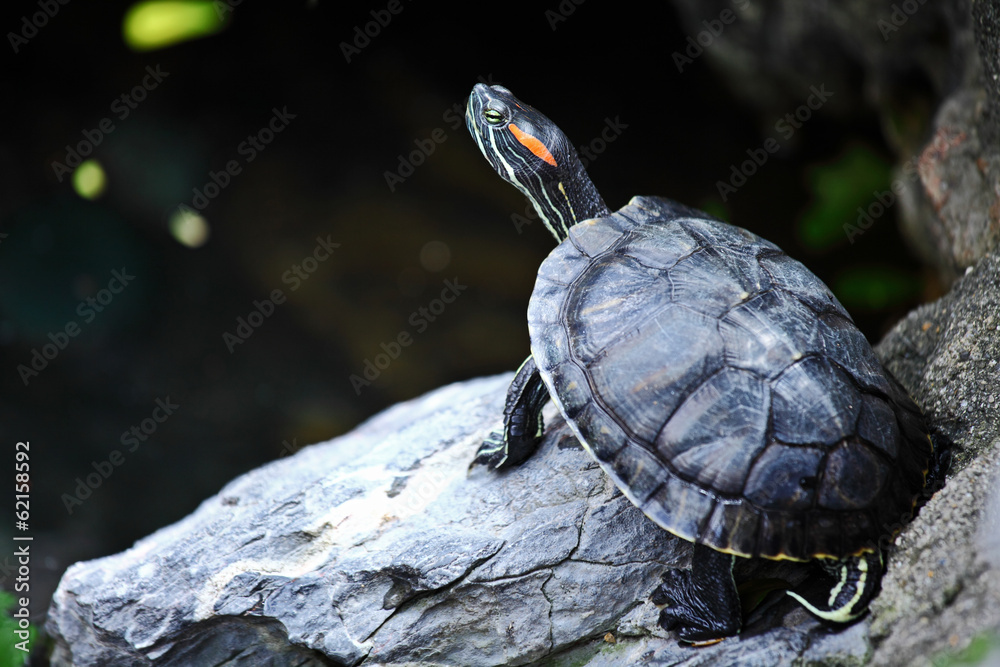 Fototapeta premium Tortoise