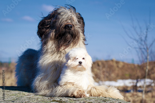 Obraz na plátně maltese and briard dogs