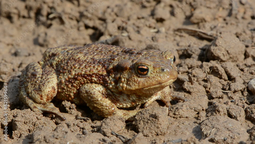 big common toad (Bufo bufo) on garden ground big common toad (Bufo bufo) on garden ground