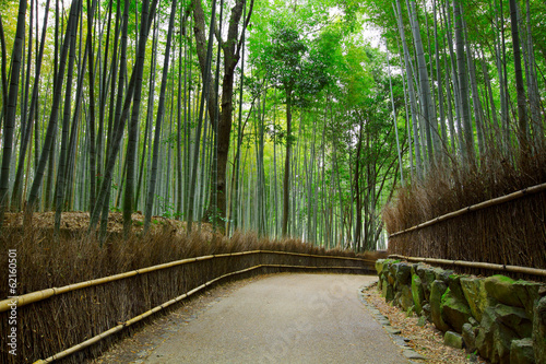 Bamboo forest with road