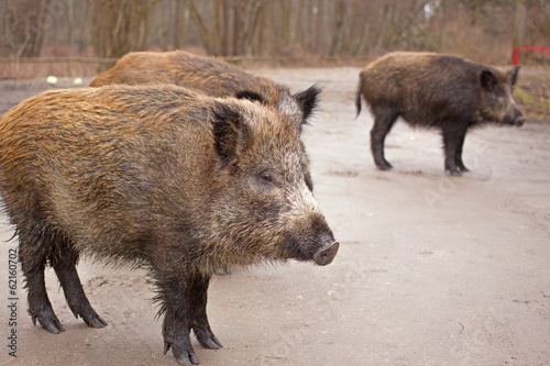wild boars through a roadside at natural habitat