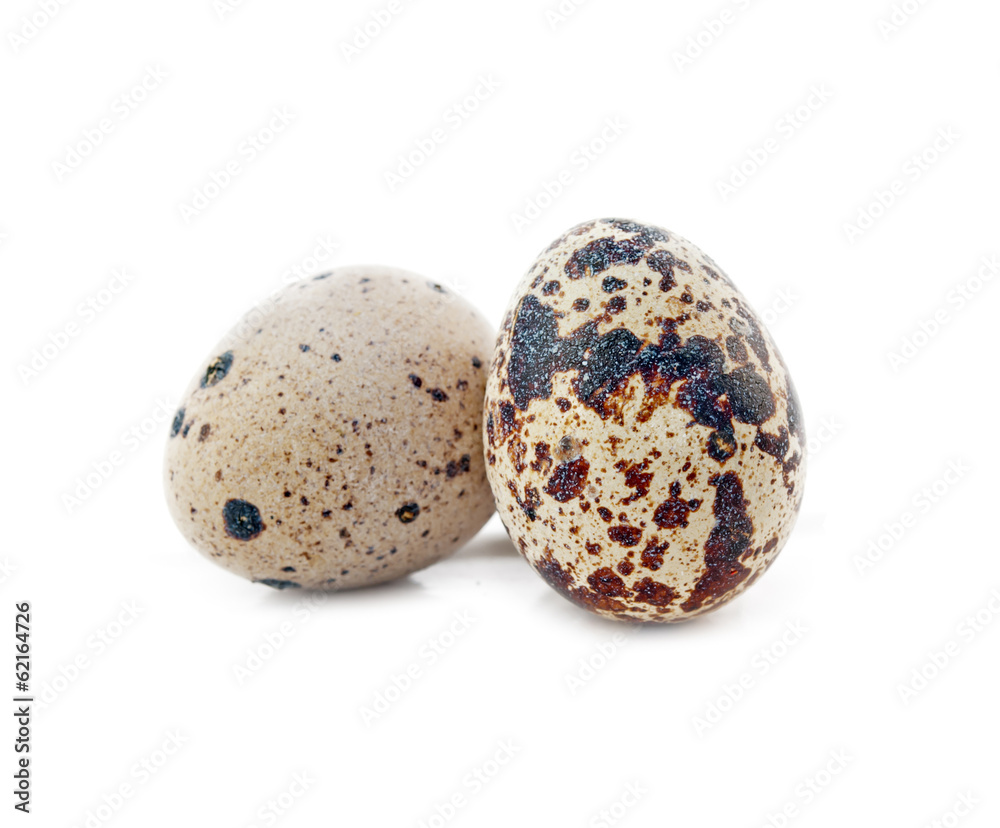 two quail egg two quail egg