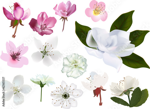 set of apple and cherry trees blossom isolated on white
