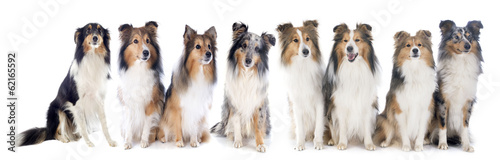 shetland dogs