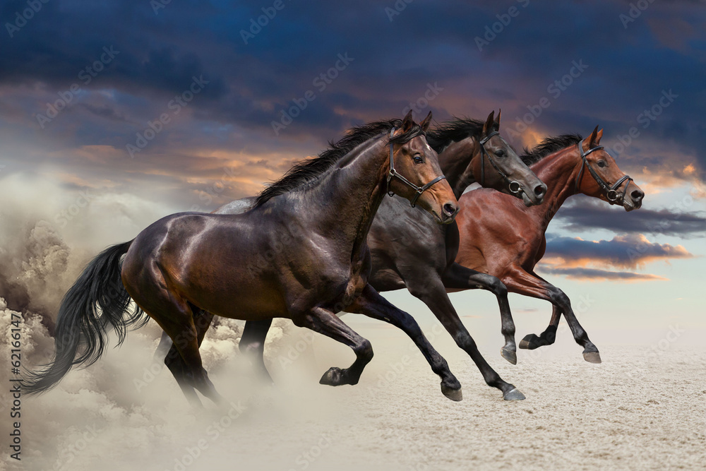 Horses running at a gallop along the sandy field - obrazy, fototapety, plakaty 