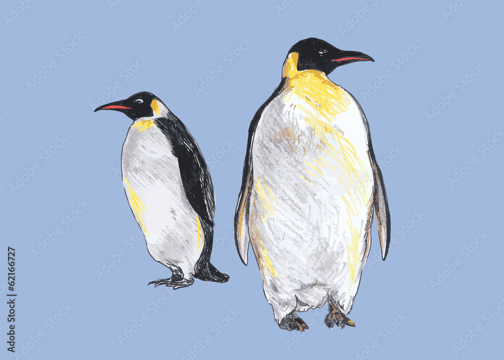 Obraz premium Hand colored drawing of penguins. Vector illustration