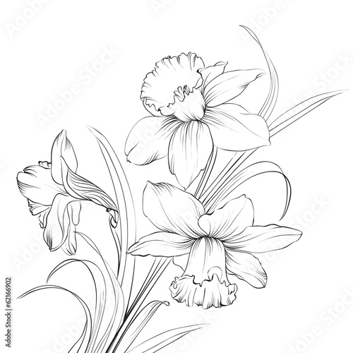 Daffodil flower or narcissus isolated on white.