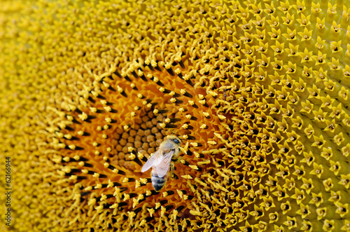 Bee collect pollen from Sunflower