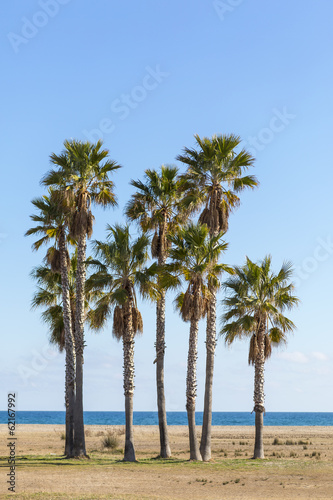 Palm Tree © photopitu