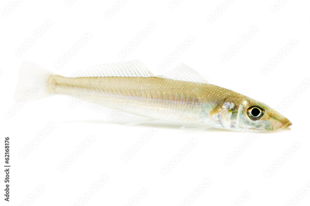 シロギスSillago japonica Stock 写真 Adobe Stock