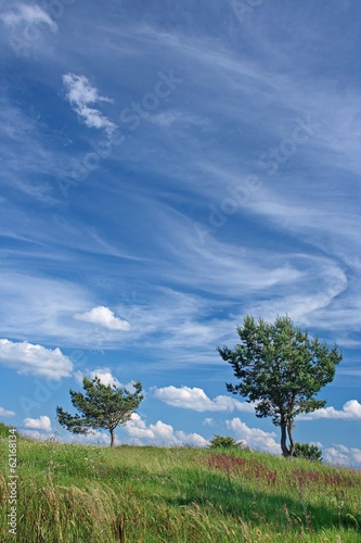 Синее небо с красивыми перистыми облаками и две сосенки