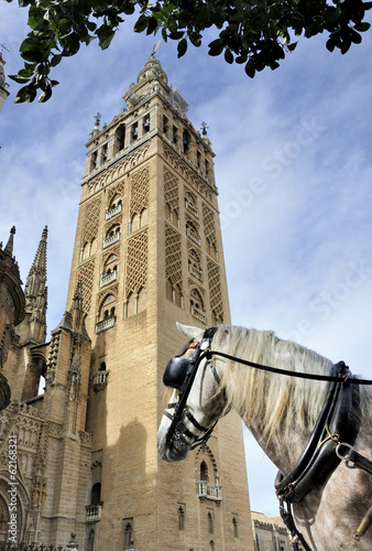Horse in front of the Seville Cathedral