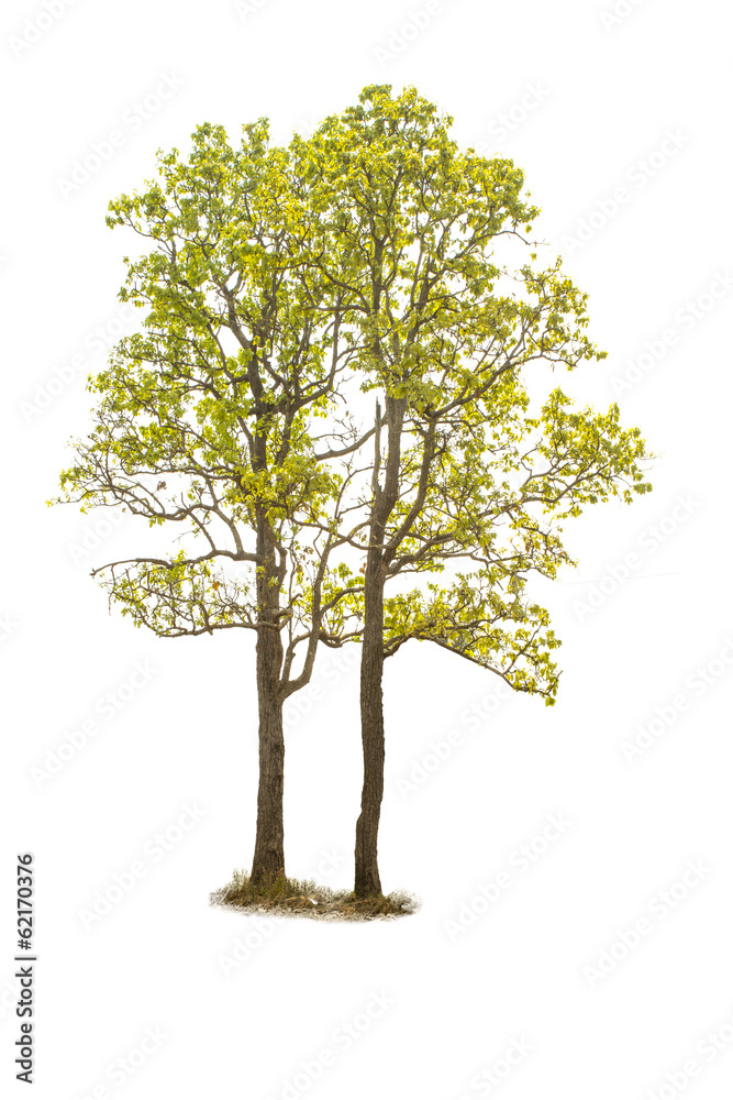 Tree. Tree.