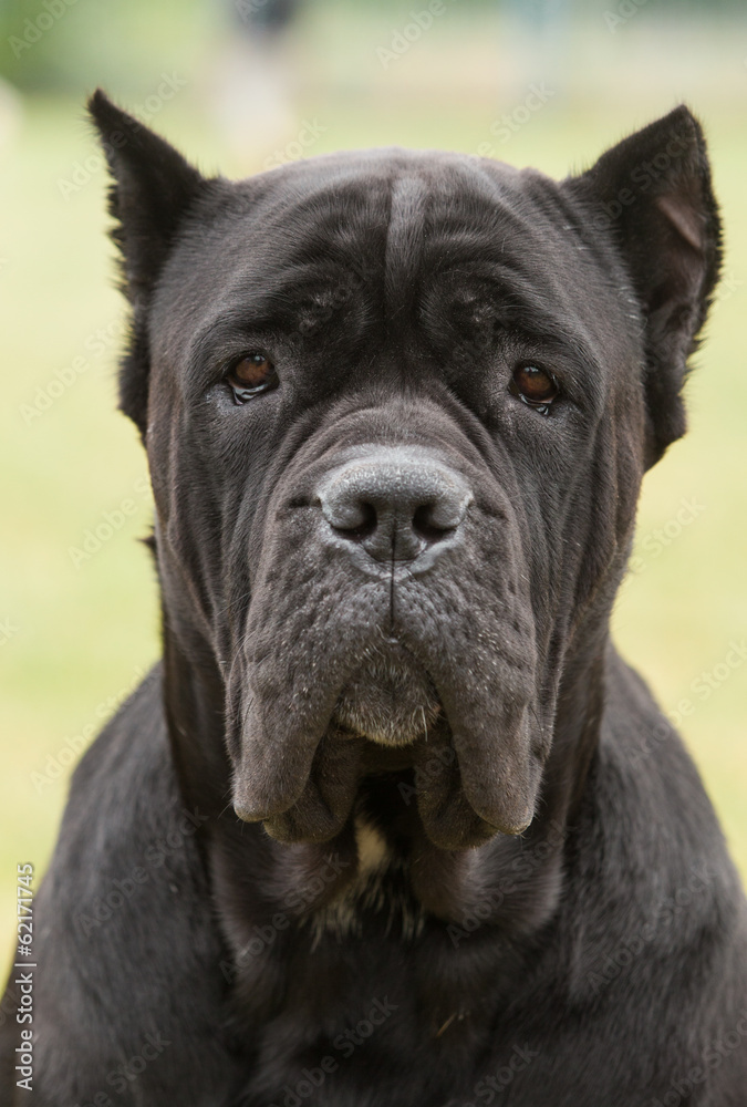 Purebred Dog The Cane Corso is a large Italian Molosser. Stock