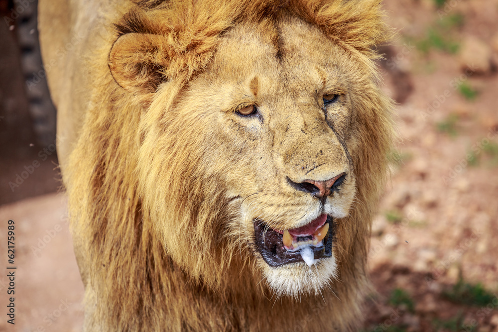 Naklejka premium Tired lion