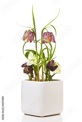 Fototapeta Naklejka Na Ścianę i Meble -  Snake's head lily or chess flower in pot isolated