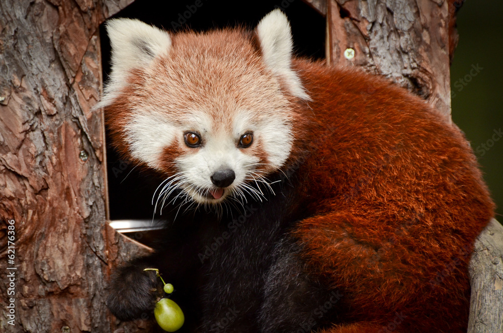 Fototapeta premium Red Panda