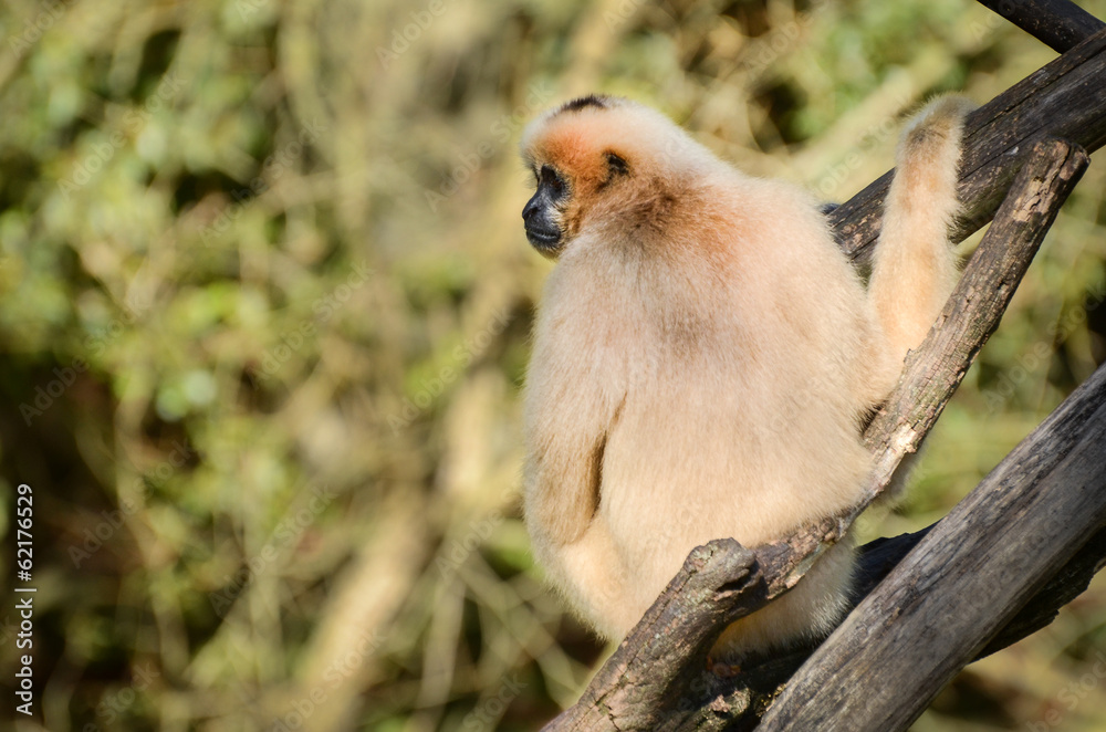 Fototapeta premium Gibbon
