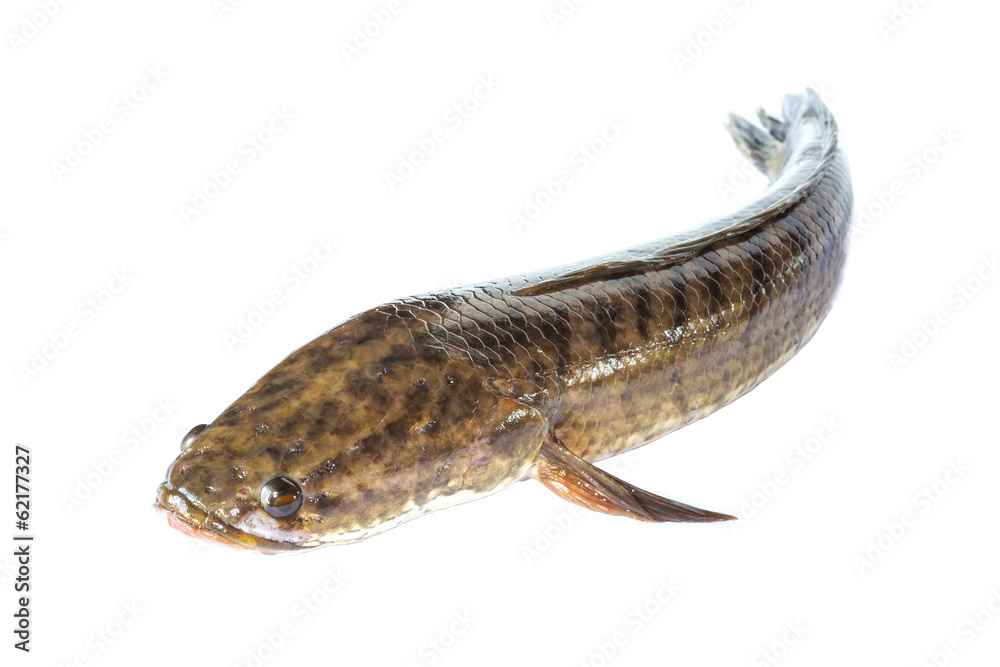 Fototapeta premium Giant snakehead fish