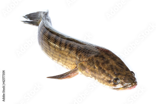 Giant snakehead fish photo