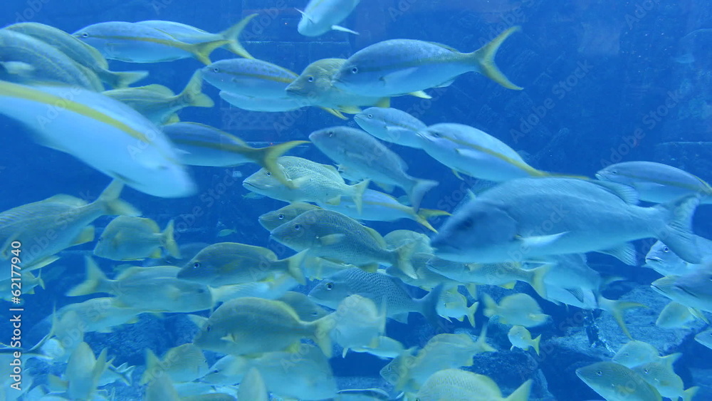 Time Lapse of Aquarium Fish Tank Time Lapse of Aquarium Fish Tank