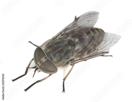 Female horsefly isolated on white background