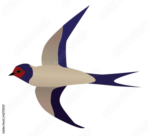 An illustration of a flying barn swallow