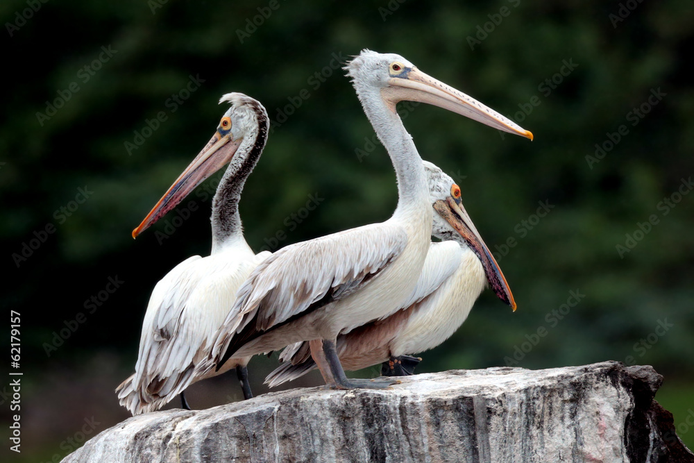 Pelicans on rock Pelicans on rock