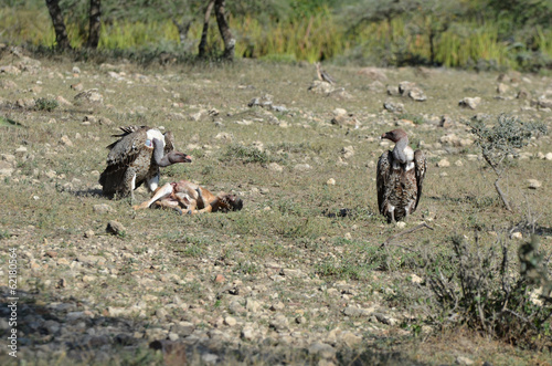 vie sauvage photo