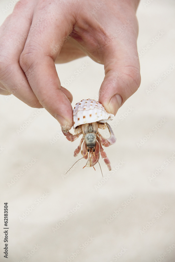 Hand holding crab