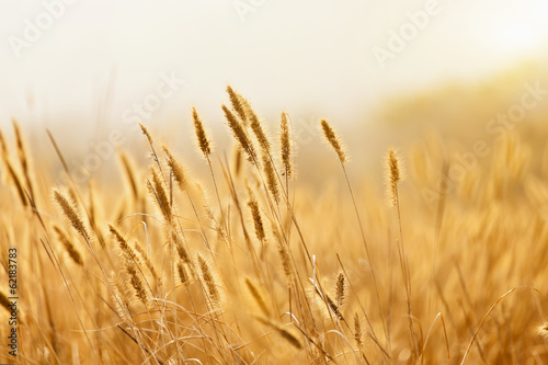 Fantastic wheat field at the sunset