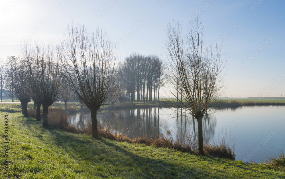 Pollard willows along the shore of a lake Pollard willows along the shore of a lake