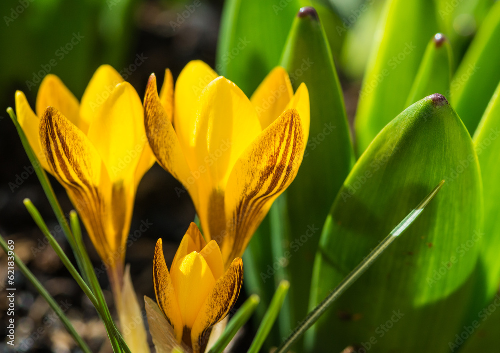 Naklejka premium Springtime Energy