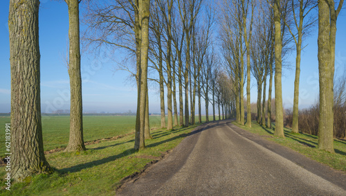 Row of trees along a countryside road