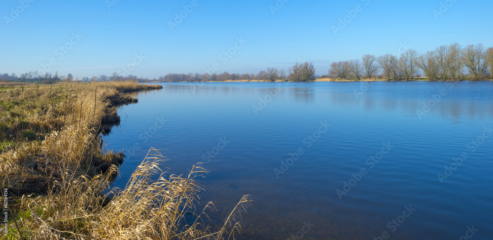 Grass and reed on the shore of a river