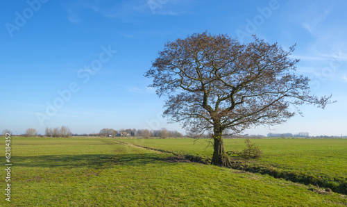 Tree in a sunny meadow in winter