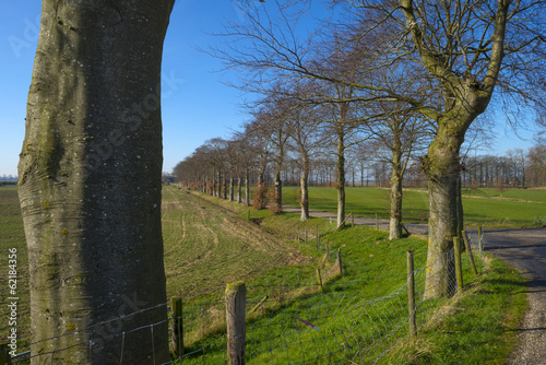 Row of trees along a sunny road