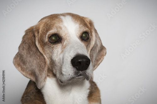 Beagleportrait