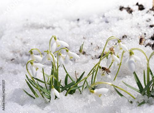 snowdrops on show