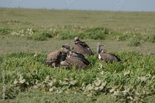 bande de vautour photo