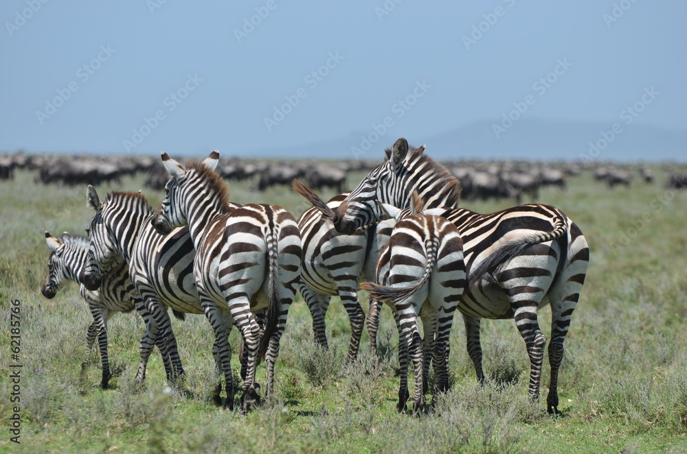 Obraz premium période de migration