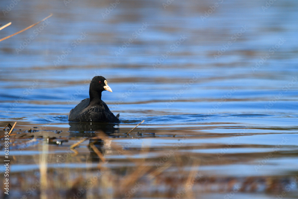 Fototapeta premium bird