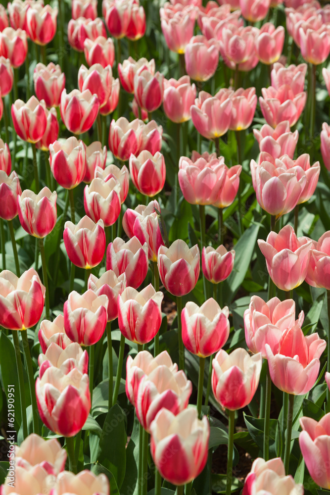Arrangement of red and pink tulips in a bright sunny day in The