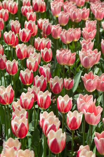 Obraz na płótnie Arrangement of red and pink tulips in a bright sunny day in The w salonie